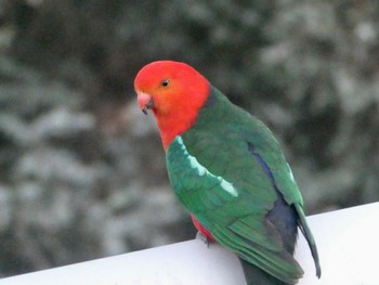 キンショウジョウインコ Lake Wallace, Wallerawang, NSW, Australia 2020年10月5日(月)