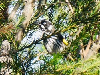 New Holland Honeyeater Dundundra Falls Reserve, Terry Hills, NSW, Australia Thu, 10/8/2020