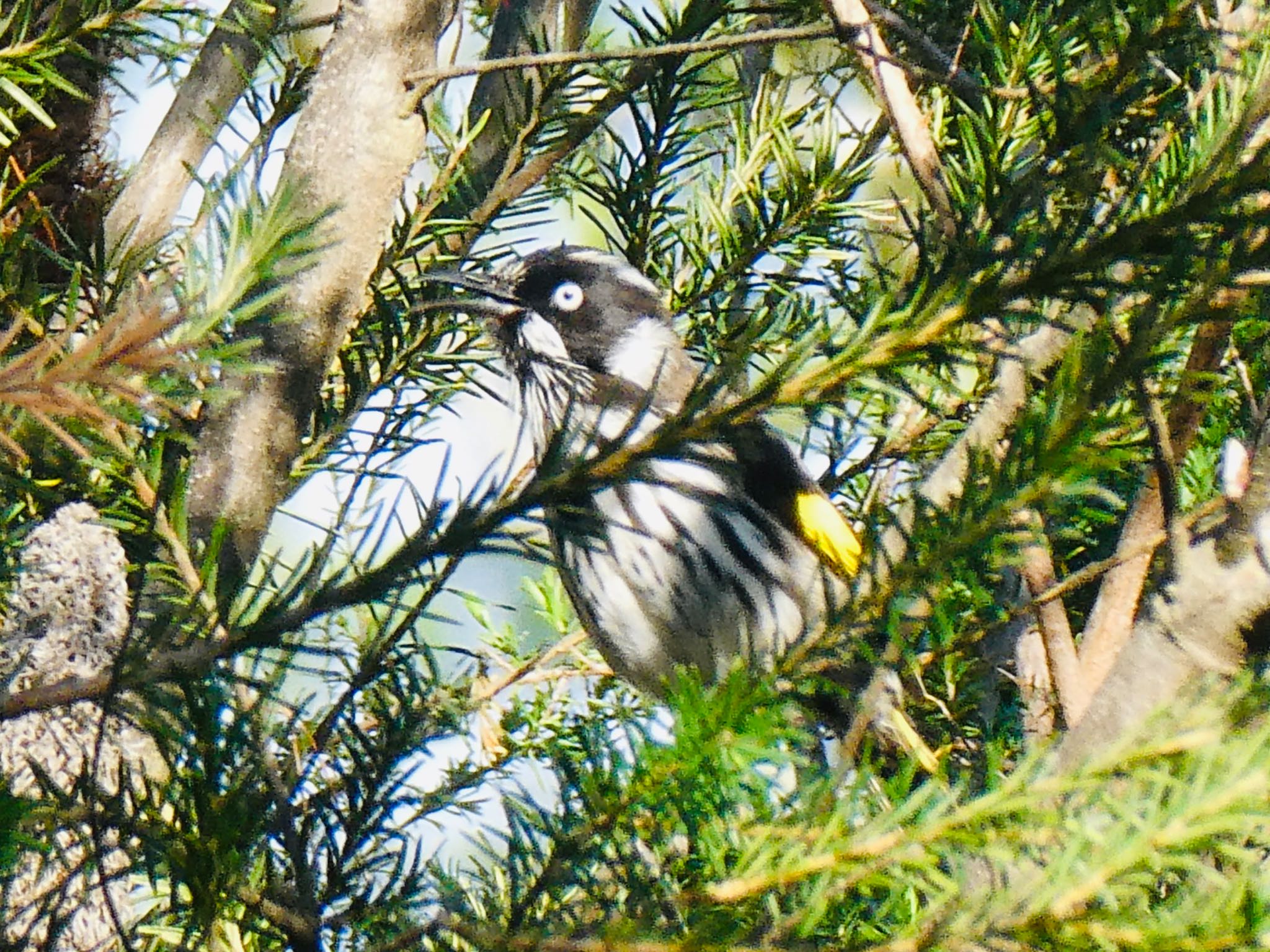 Photo of New Holland Honeyeater at Dundundra Falls Reserve, Terry Hills, NSW, Australia by Maki