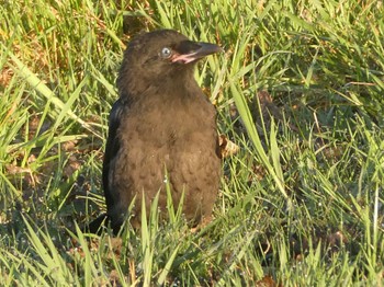 ミナミワタリガラス Lake Wallace, Wallerawang, NSW, Australia 2020年10月5日(月)