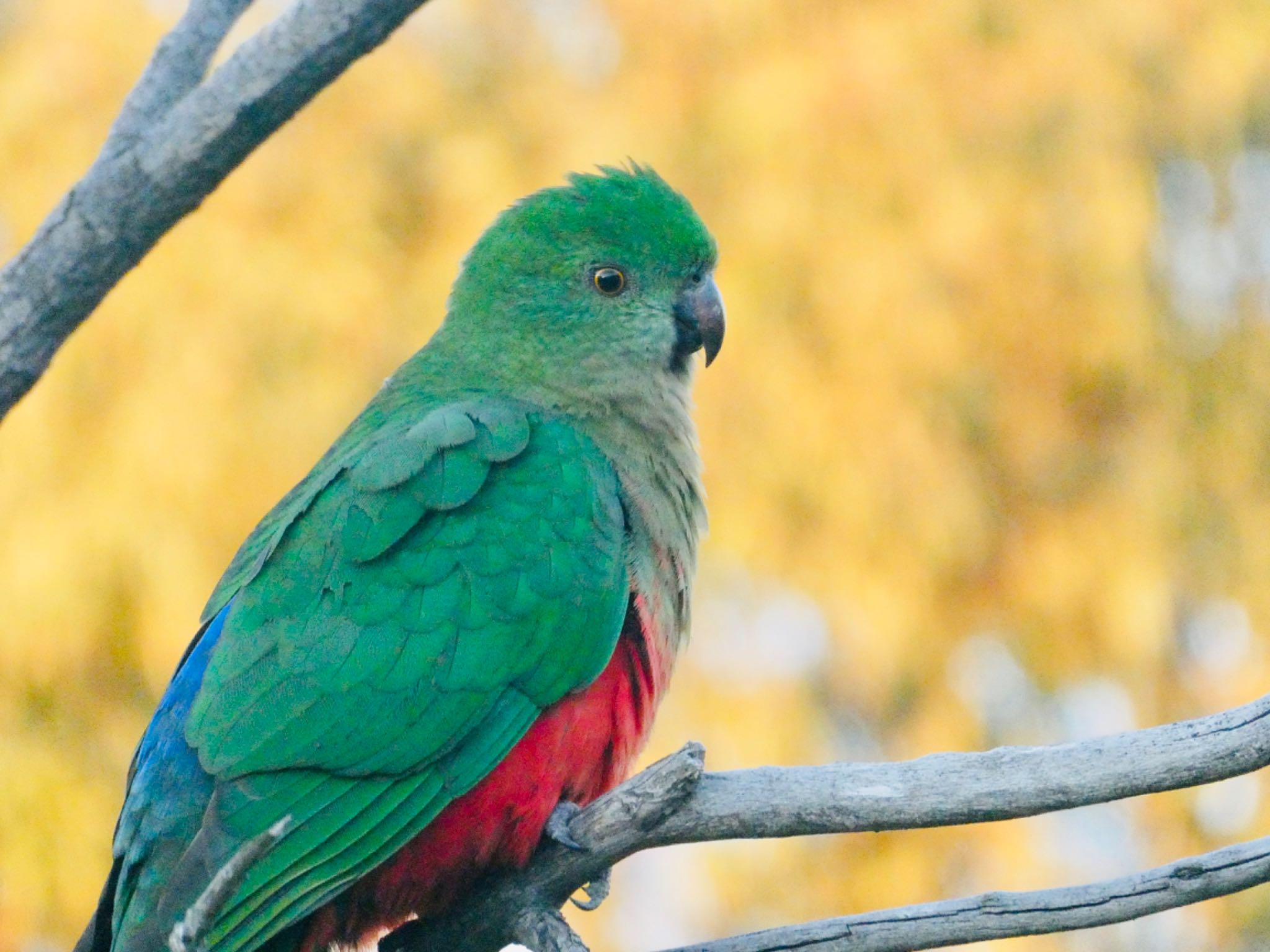 Lake Wallace, Wallerawang, NSW, Australia キンショウジョウインコの写真 by Maki