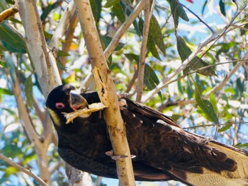 Yellow-tailed Black Cockatoo Grand Canyon, Blackheath, NSW, Australia Mon, 10/5/2020