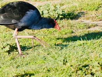 Australasian Swamphen Lake Wallace, Wallerawang, NSW, Australia Mon, 10/5/2020