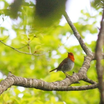 2022年5月28日(土) 大台ヶ原の野鳥観察記録