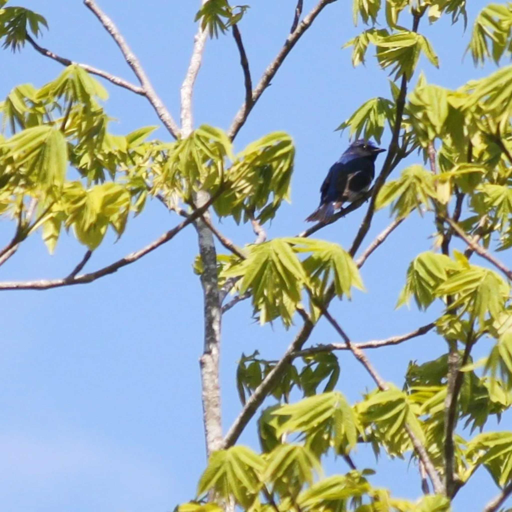 Blue-and-white Flycatcher