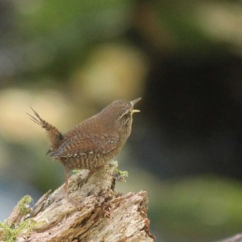 Eurasian Wren 大台ヶ原 Sat, 5/28/2022