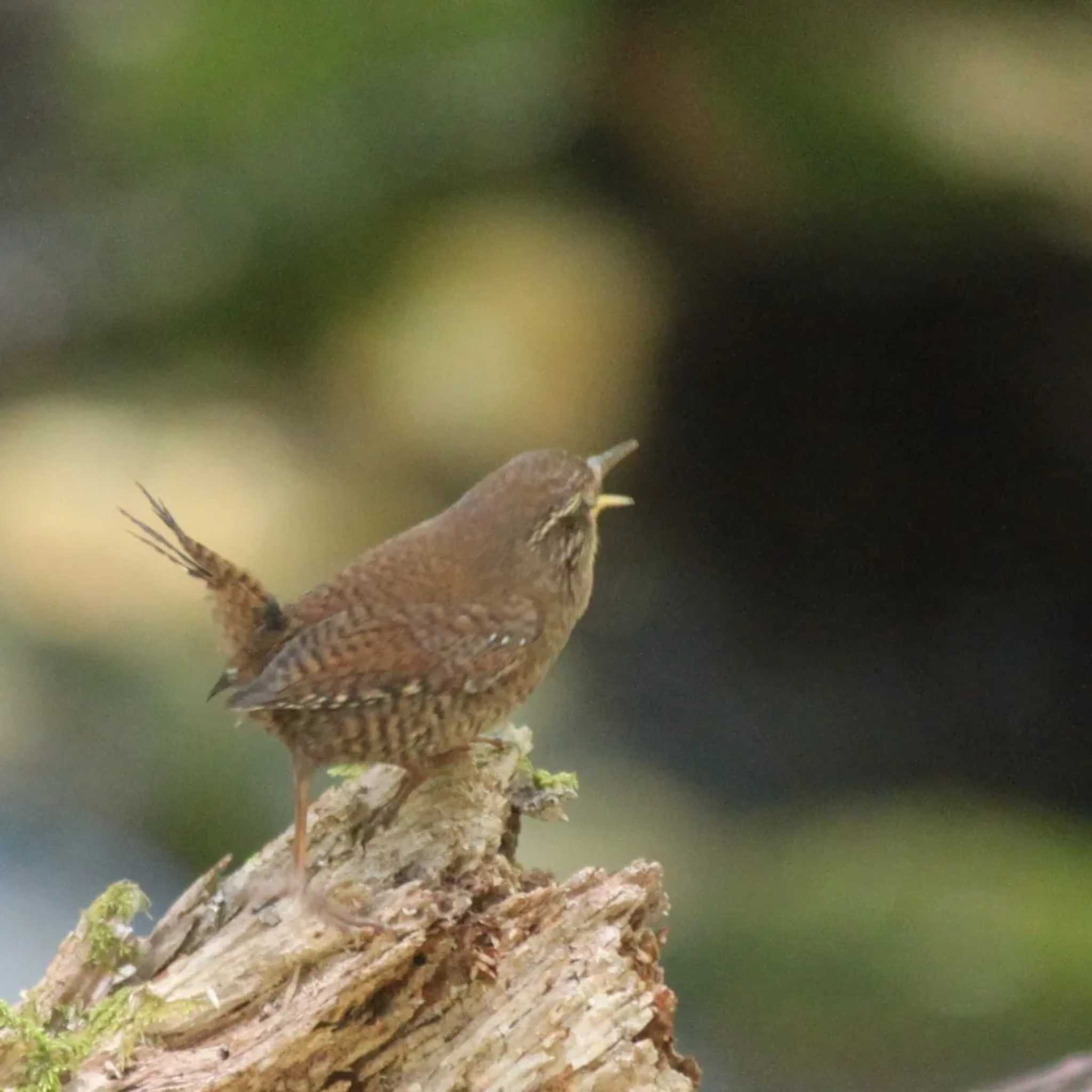 Eurasian Wren