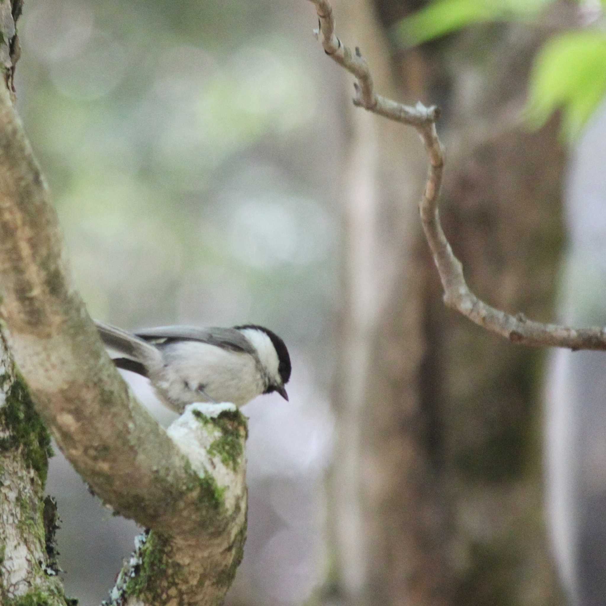 Willow Tit