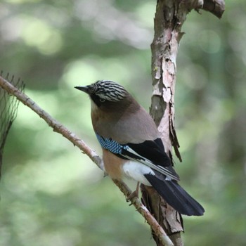 Eurasian Jay 大台ヶ原 Sat, 5/28/2022