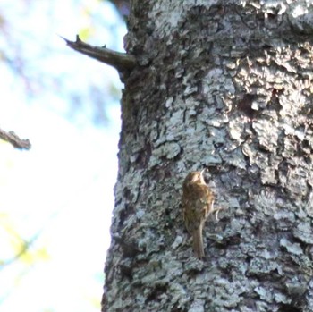 Eurasian Treecreeper 大台ヶ原 Sat, 5/28/2022