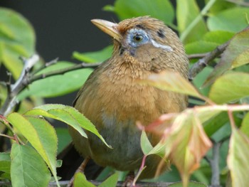 2022年5月18日(水) 多摩川トライアングルの野鳥観察記録