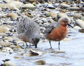 Red Knot Unknown Spots Sun, 4/17/2022
