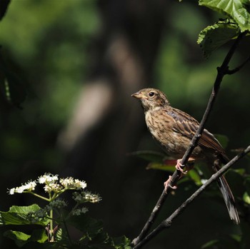 Meadow Bunting 姫路市自然観察の森 Sun, 5/29/2022