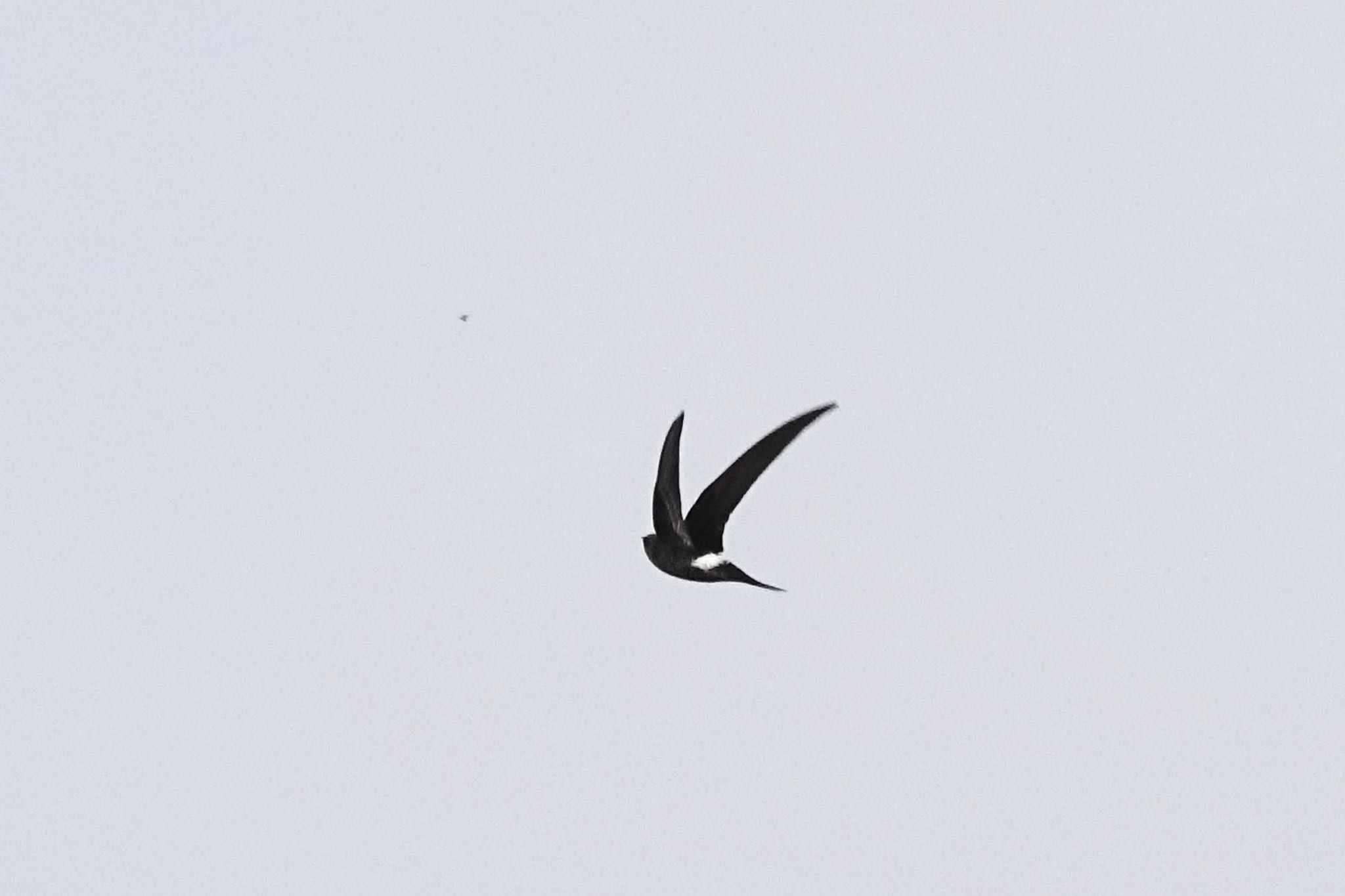 Pacific Swift