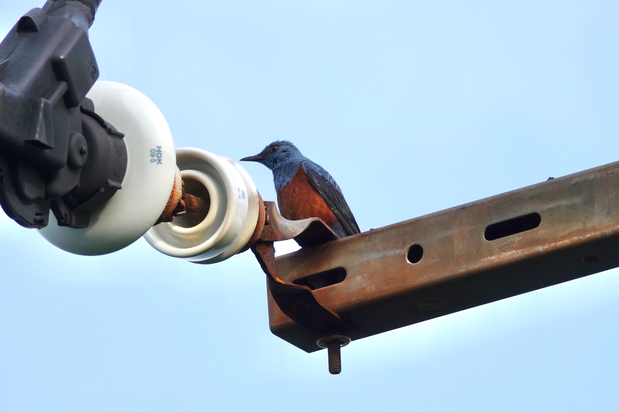 Blue Rock Thrush