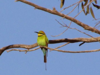Rainbow Bee-eater パース Unknown Date