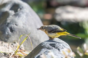 Grey Wagtail Akashi Park Mon, 12/18/2017