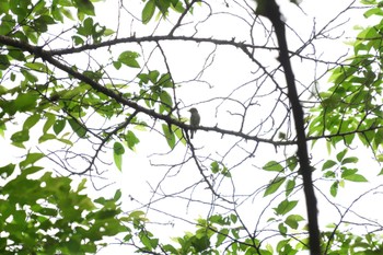 Asian Brown Flycatcher 南高尾 Thu, 5/26/2022