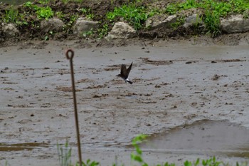 Asian House Martin 南高尾 Thu, 5/26/2022