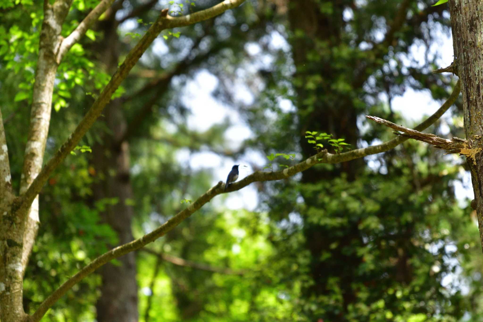 Photo of Blue-and-white Flycatcher at 南高尾 by やなさん