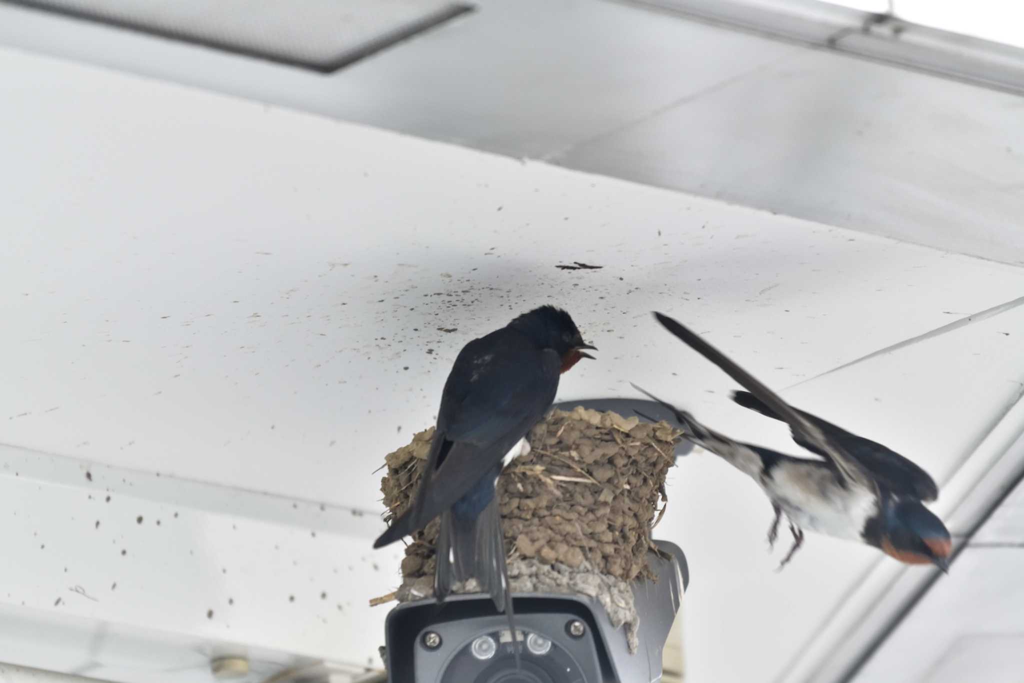 Photo of Barn Swallow at Nagahama Park by やなさん