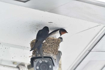 Barn Swallow Nagahama Park Fri, 5/27/2022