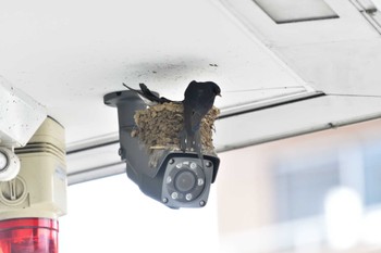 Barn Swallow Nagahama Park Fri, 5/27/2022