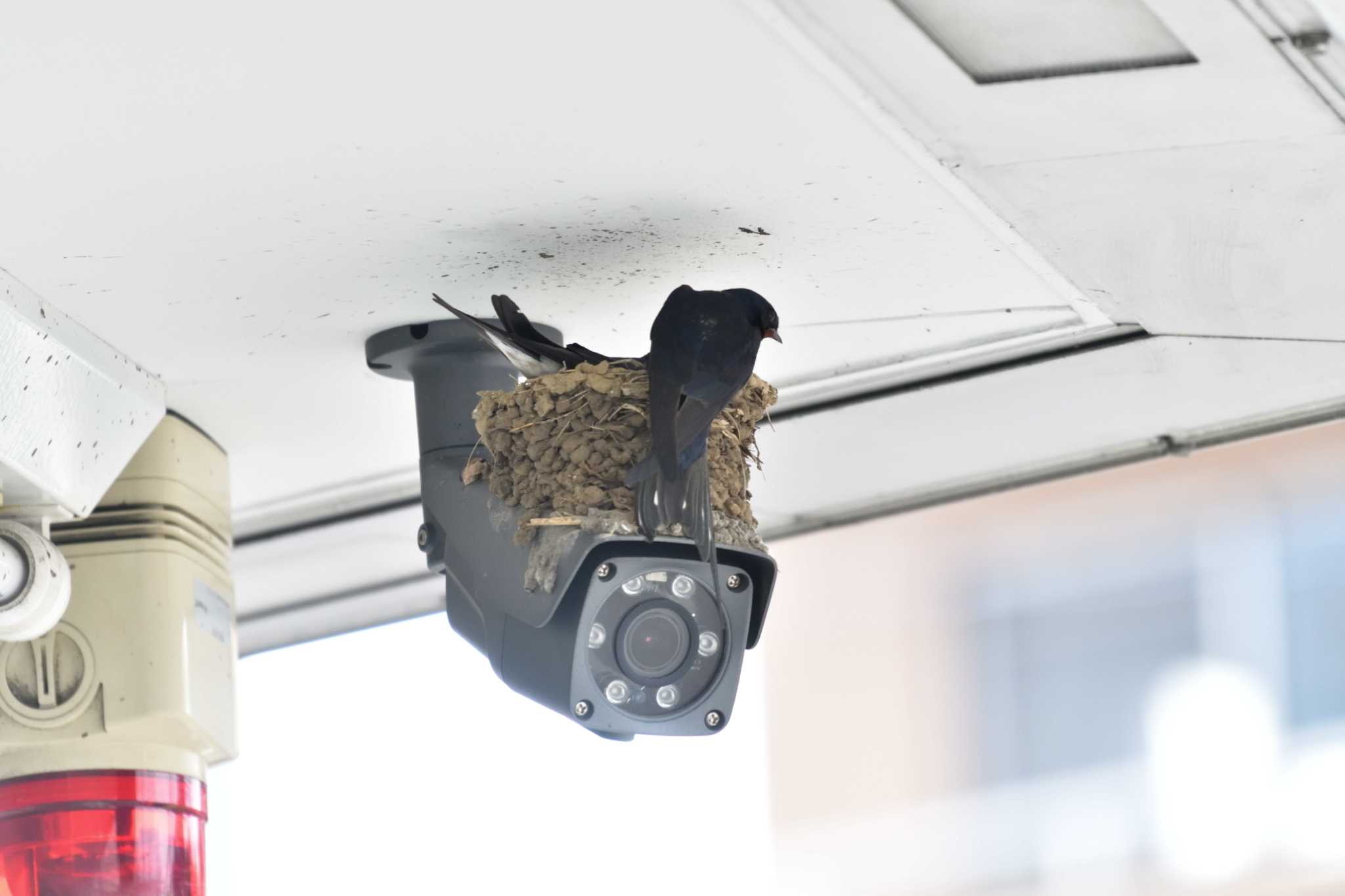 Photo of Barn Swallow at Nagahama Park by やなさん