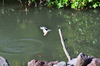 Common Kingfisher Nagahama Park Fri, 5/27/2022