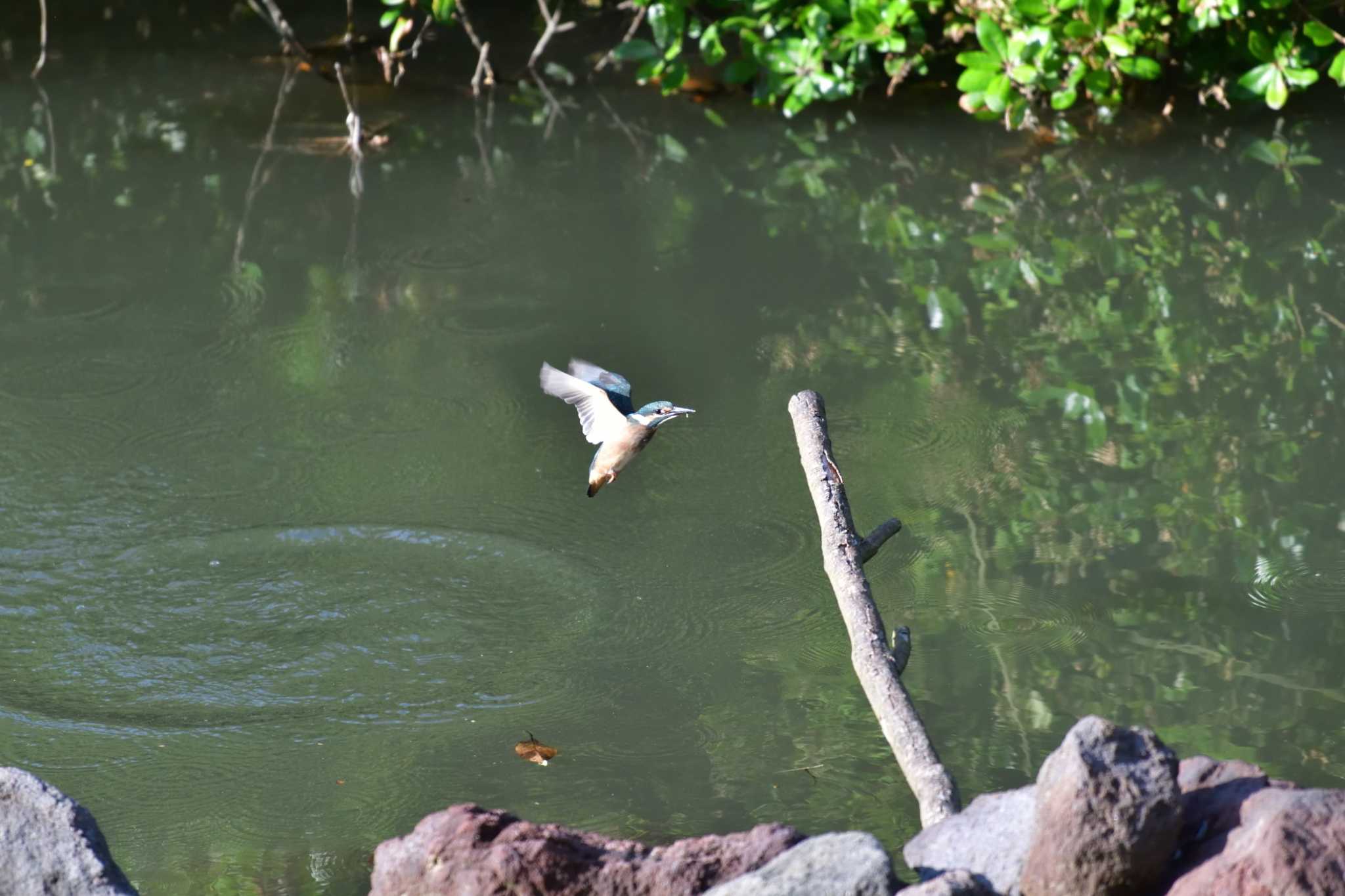 長浜公園 カワセミの写真 by やなさん