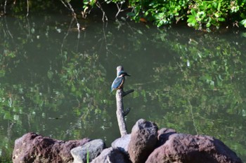 Common Kingfisher Nagahama Park Fri, 5/27/2022