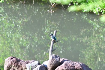 Common Kingfisher Nagahama Park Fri, 5/27/2022