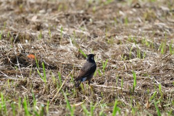 White-cheeked Starling Nagahama Park Fri, 5/27/2022