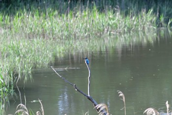 Common Kingfisher Nagahama Park Fri, 5/27/2022