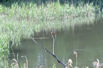 Common Kingfisher Nagahama Park Fri, 5/27/2022