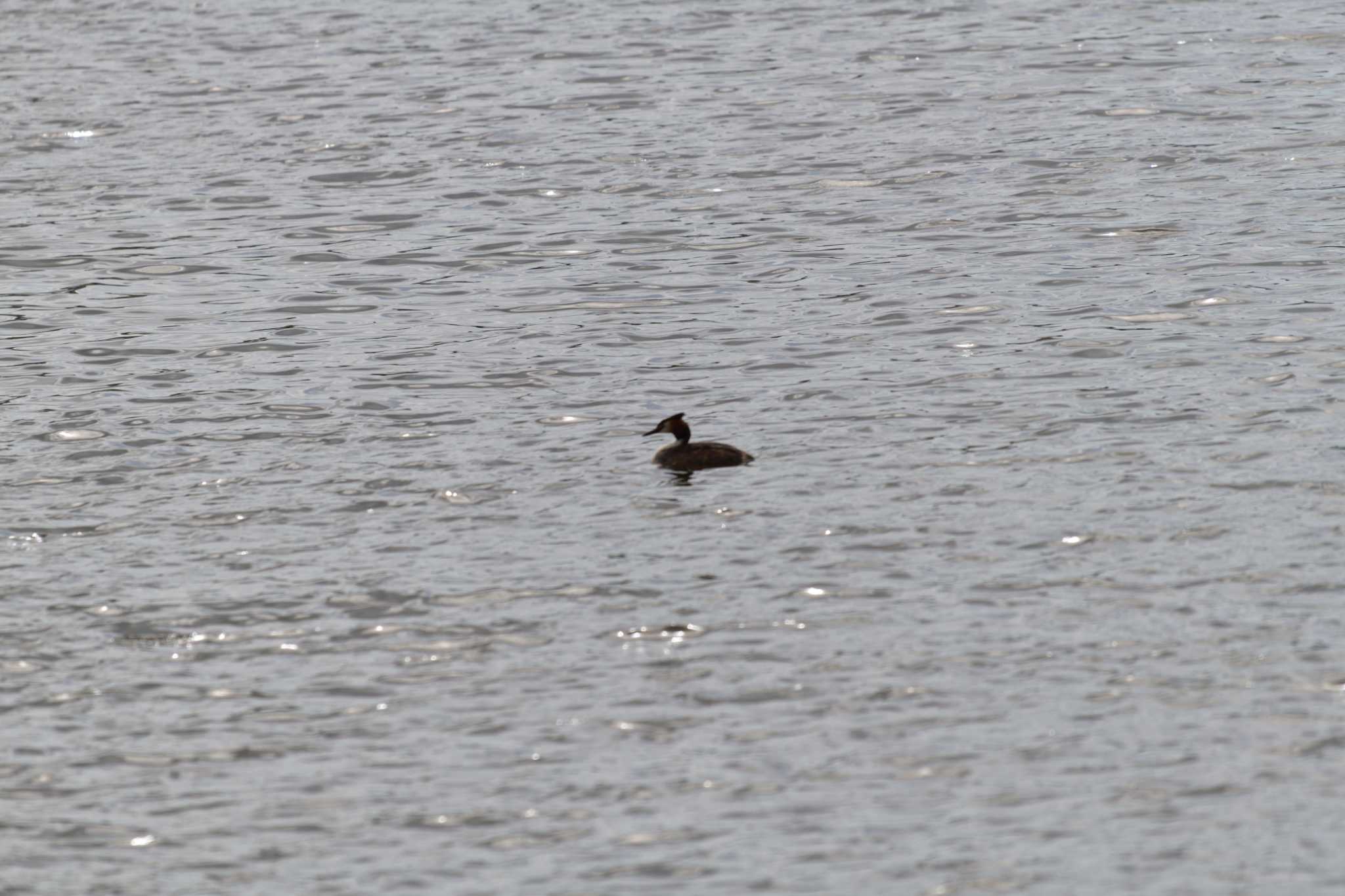 Photo of Great Crested Grebe at Nagahama Park by やなさん