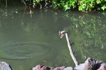 Common Kingfisher Nagahama Park Fri, 5/27/2022