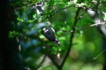 ヒヨドリ 長浜公園 2022年5月28日(土)