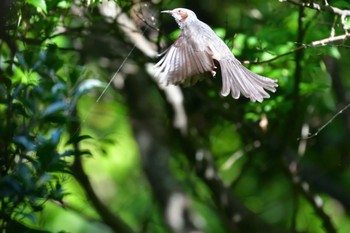 2022年5月28日(土) 長浜公園の野鳥観察記録