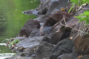 ムクドリ 長浜公園 2022年5月28日(土)