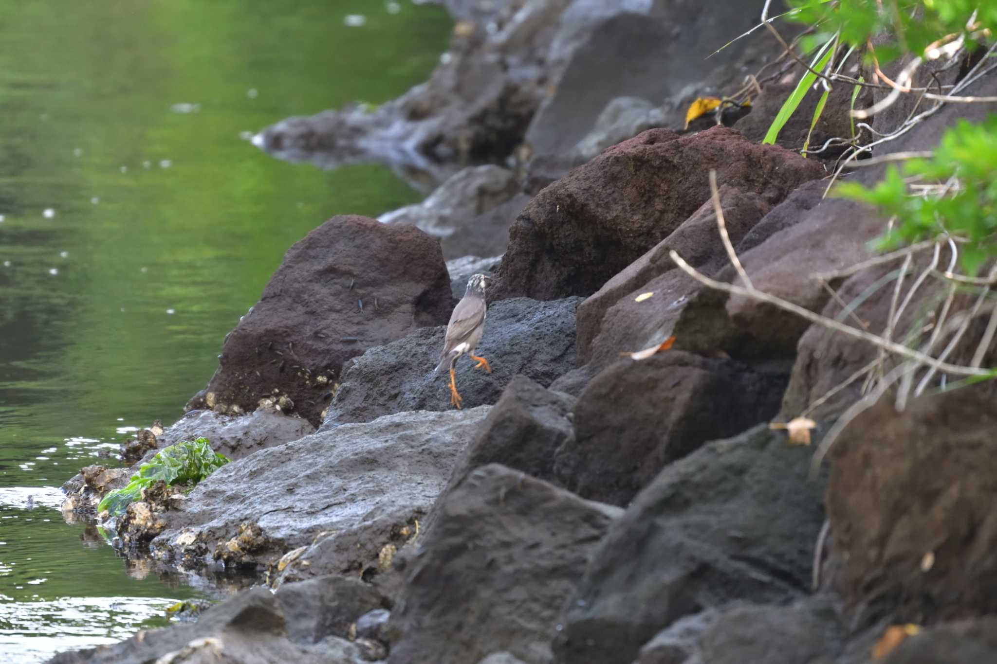 長浜公園 ムクドリの写真 by やなさん