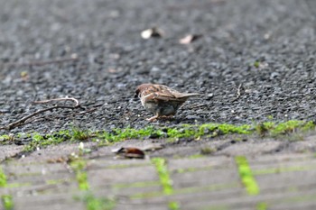 Eurasian Tree Sparrow Nagahama Park Sat, 5/28/2022