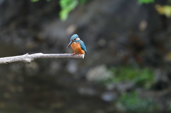 Common Kingfisher Nagahama Park Sat, 5/28/2022