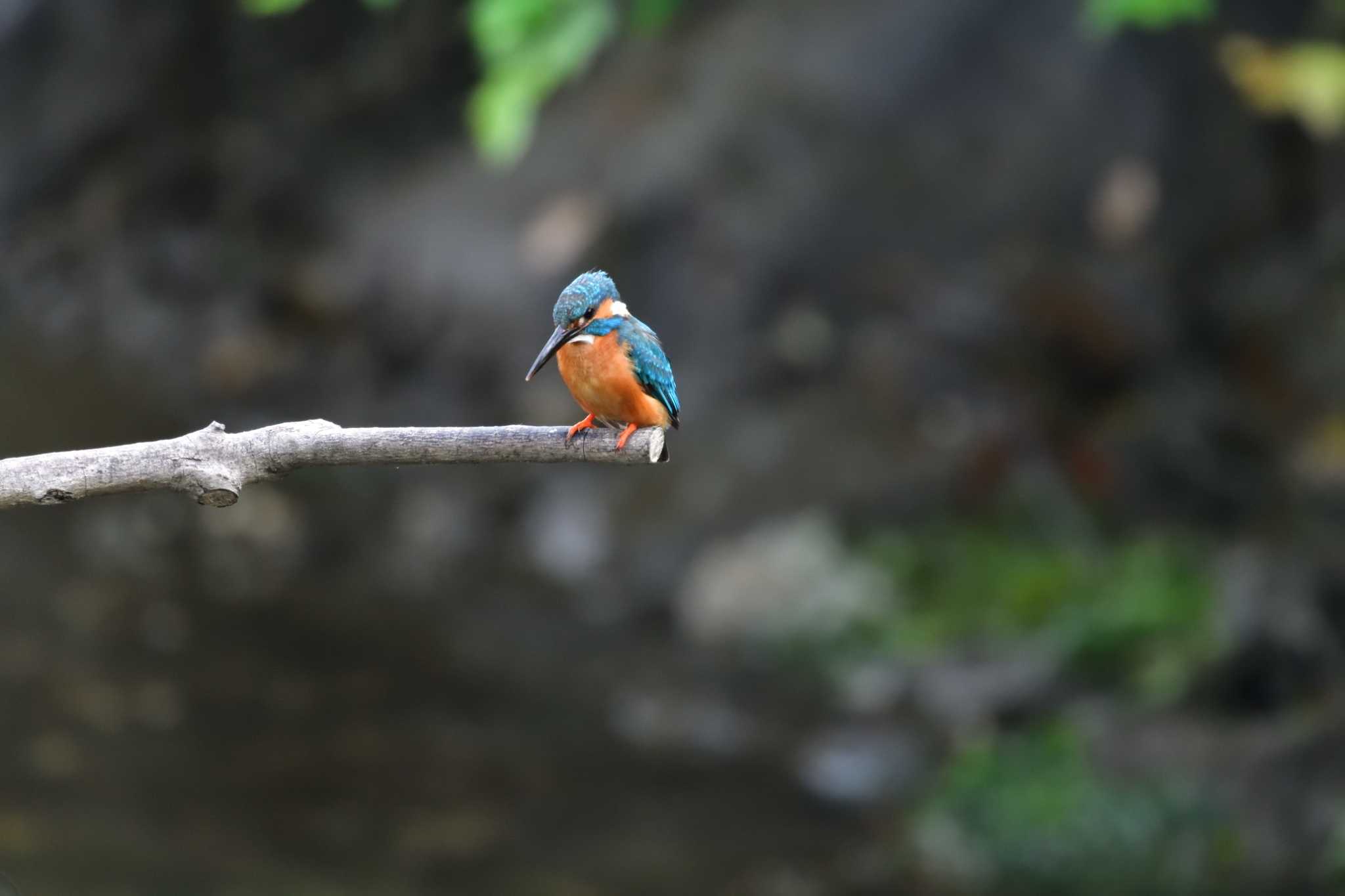 Photo of Common Kingfisher at Nagahama Park by やなさん