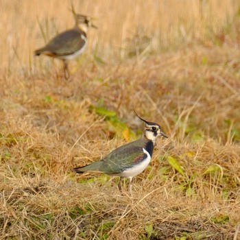 Northern Lapwing 京都府木津川市 Sun, 12/24/2017