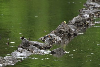 カワセミ 長浜公園 2022年5月28日(土)