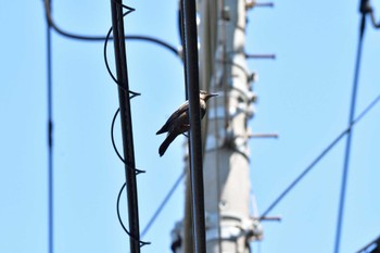 Blue Rock Thrush 長浜バス停 Sat, 5/28/2022