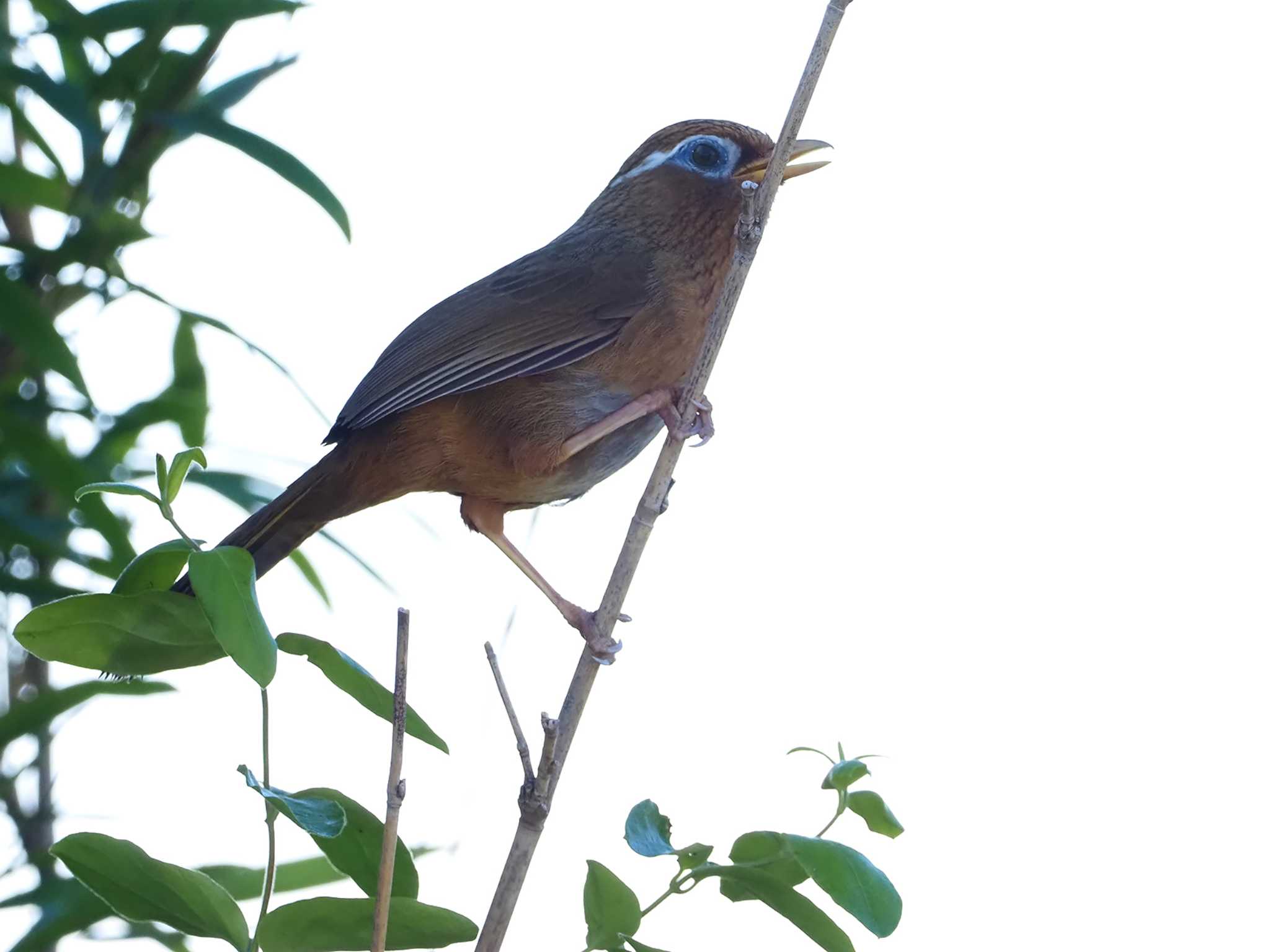 ガビチョウ