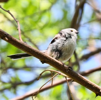 シマエナガ 真駒内公園 2022年5月30日(月)