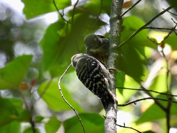 コゲラ 観音山野鳥の森 2022年5月28日(土)